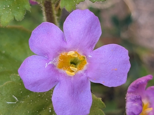 Chaenostoma cordatum