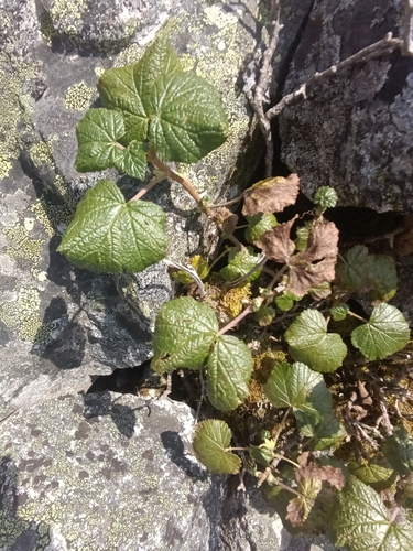 Ribes fragrans (Ribes fragrans)