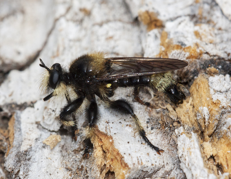Columbia Laphria