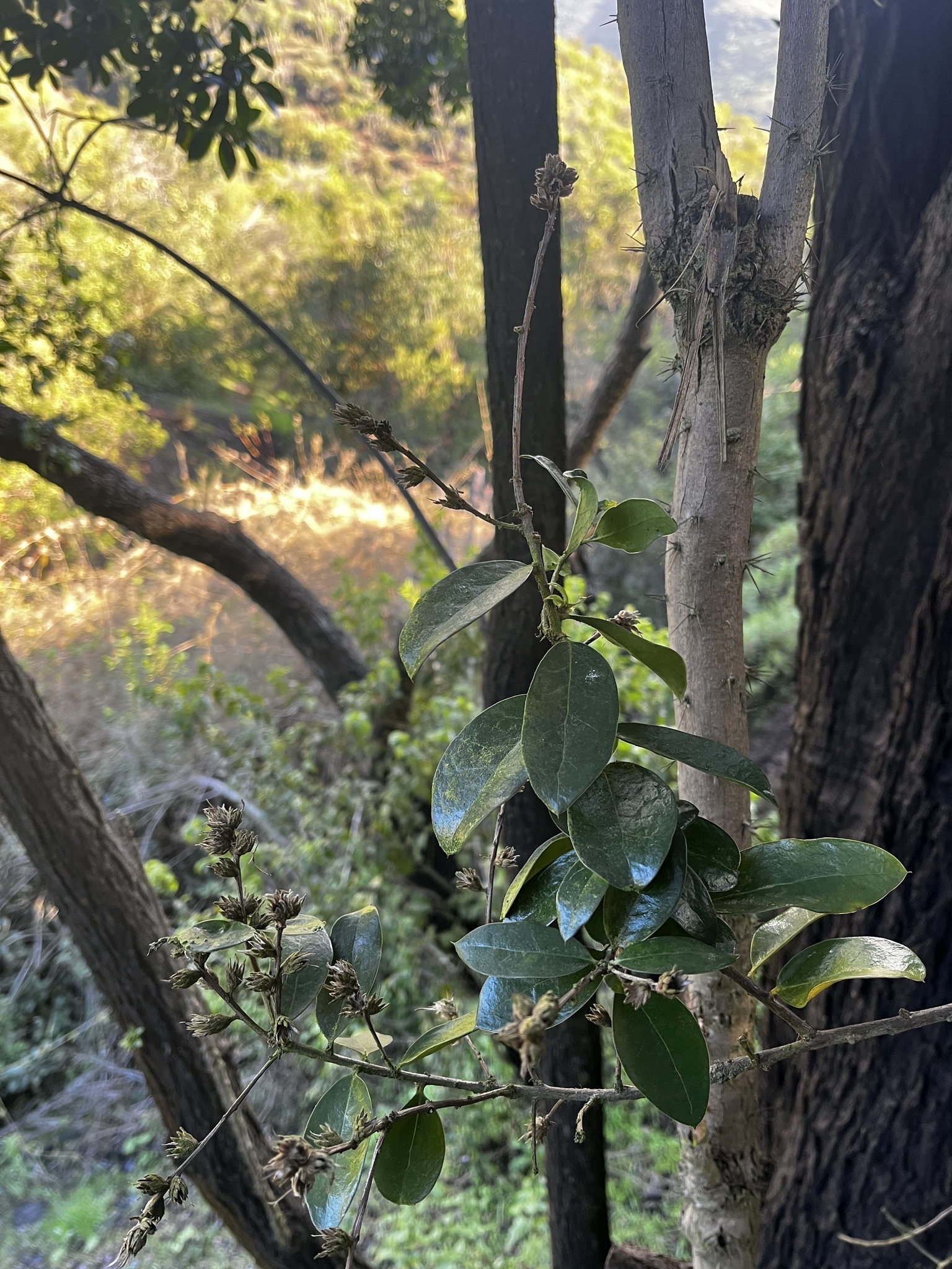 Archidasyphyllum excelsum