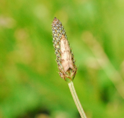 Twin-barred Knot-horn