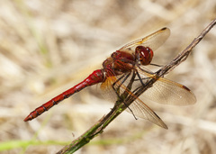 Sympetrum madidum