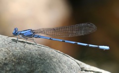 Argia lacrimans