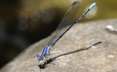 Argia munda