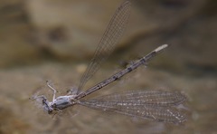 Argia munda