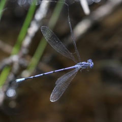 Argia munda