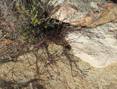 Euchaetis elsieae
