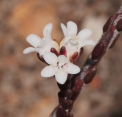 Euchaetis elsieae
