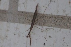 Bistanta mexicana