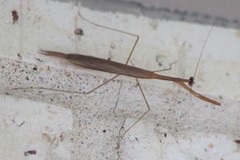 Bistanta mexicana
