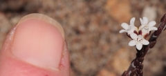 Euchaetis elsieae