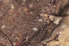 Euchaetis elsieae