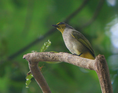 Pycnonotus finlaysoni