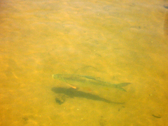 Megaleporinus obtusidens