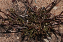Euchaetis elsieae
