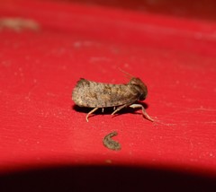 Acrolophus texanella