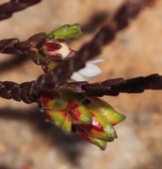 Euchaetis elsieae
