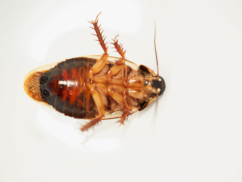Surinam Cockroach
