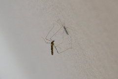 Erioptera