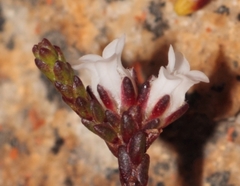 Euchaetis elsieae