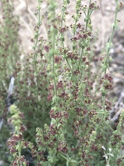 Galium parishii