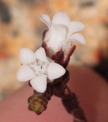Euchaetis elsieae
