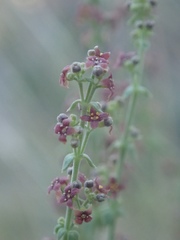 Galium parishii