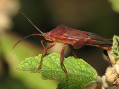 Athaumastus