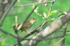 Locustella lanceolata