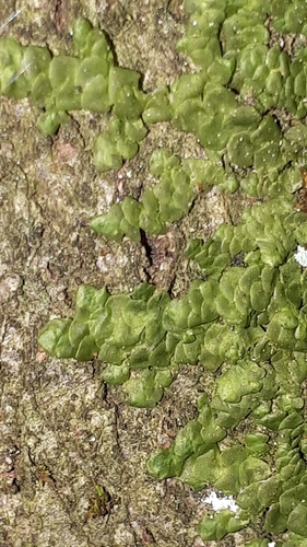 Plokščioji miltuotė nuotrauka