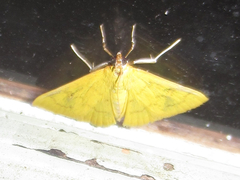 Loxomorpha flavidissimalis