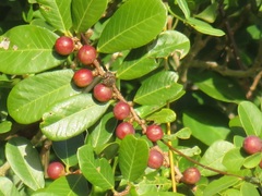 Bridelia cathartica