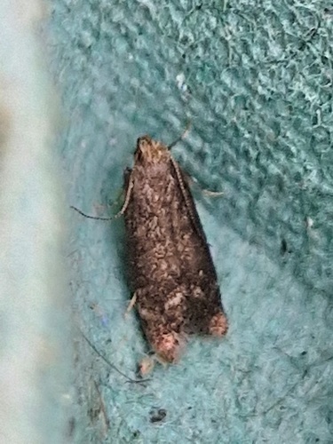 Cotoneaster Webworm