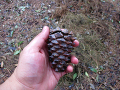 Pinus pseudostrobus apulcensis