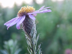 Athrixia heterophylla