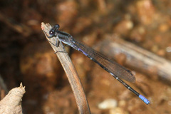 Argia immunda