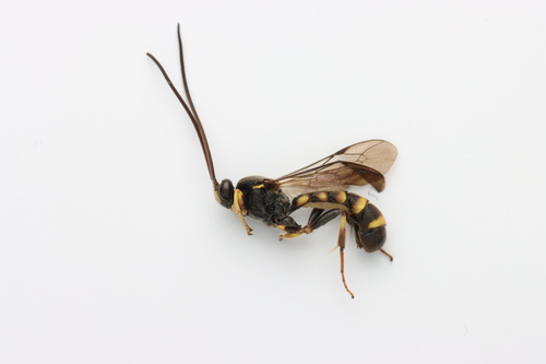 Acerataspis clavata