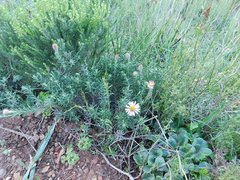 Athrixia heterophylla