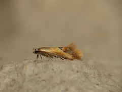 Batia lunaris