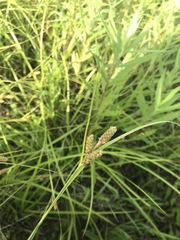 Carex shortiana