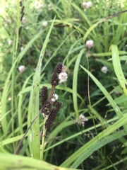 Carex shortiana