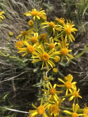 Packera tridenticulata