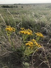 Packera tridenticulata