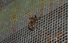 Euparius