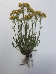 Packera tridenticulata