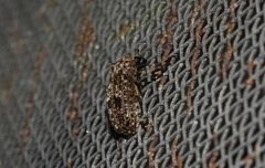 Euparius