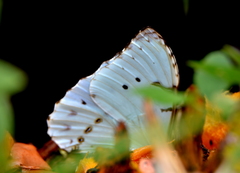 Morpho epistrophus titei