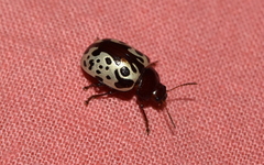 Calligrapha argus