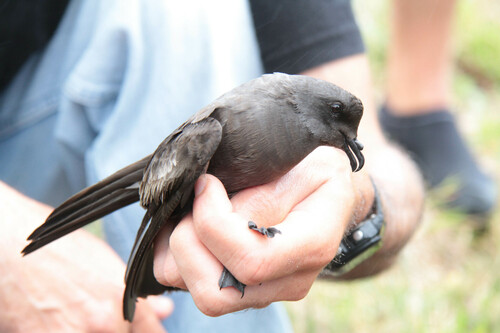 Monteiro's Storm-Petrel
