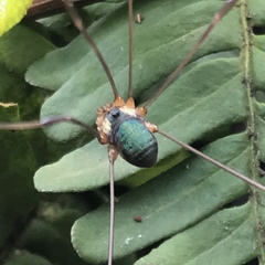 Leiobunum viridorsum